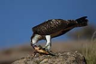 Balık kartalı / Pandion haliaetus / Osprey 
